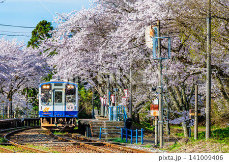 のと鉄道　桜満開の能登鹿島駅 141009406