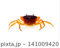 サワガニ　水辺の生物　食材　白バック 141009420