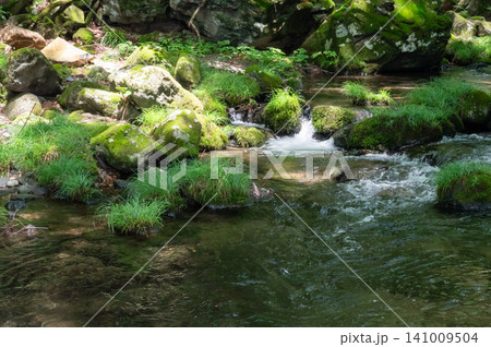 栃木県那須の苔むした岩と清流と木漏れ日 栃木県那須の苔むした岩と清流と木漏れ日 141009504