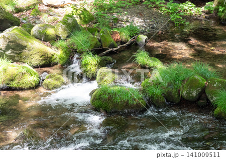 栃木県那須の苔むした岩と清流と木漏れ日 栃木県那須の苔むした岩と清流と木漏れ日 141009511