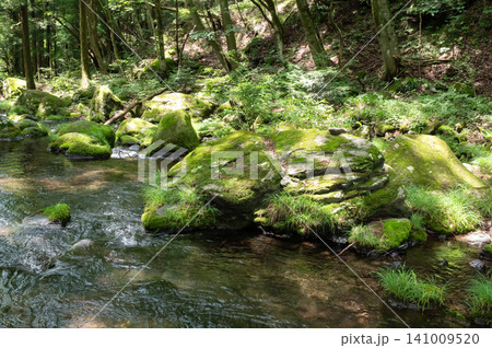 栃木県那須の苔むした岩と清流と木漏れ日 栃木県那須の苔むした岩と清流と木漏れ日 141009520