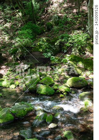 栃木県那須の苔むした岩と清流と木漏れ日 栃木県那須の苔むした岩と清流と木漏れ日 141009526
