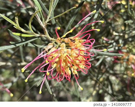 Spider net grevillea (Grevillea) Spider net grevillea (Grevillea) 141009777