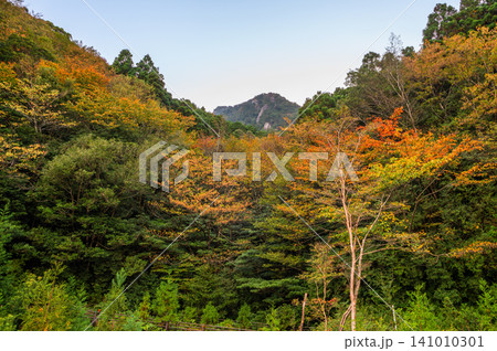屋久島の秋 ゆっくりと静かに始まる紅葉 屋久島の秋 ゆっくりと静かに始まる紅葉 141010301