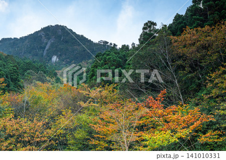 屋久島の秋 ゆっくりと静かに始まる紅葉 屋久島の秋 ゆっくりと静かに始まる紅葉 141010331