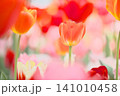 花壇に咲く綺麗なチューリップ 141010458