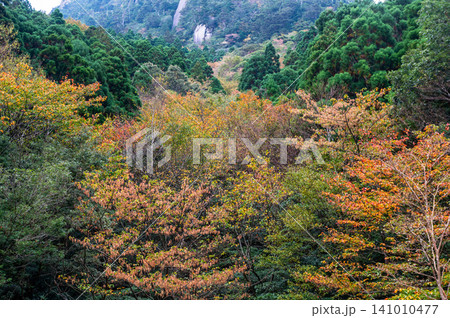屋久島の秋 ゆっくりと静かに始まる紅葉 屋久島の秋 ゆっくりと静かに始まる紅葉 141010477