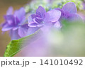 初夏に咲く紫陽花 141010492