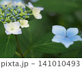 初夏に咲く紫陽花 141010493