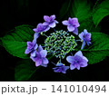 初夏に咲く紫陽花 141010494