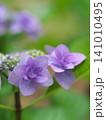 初夏に咲く紫陽花 141010495