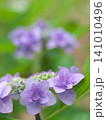 初夏に咲く紫陽花 141010496