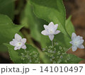 初夏に咲く紫陽花 141010497