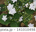 初夏に咲く紫陽花 141010498