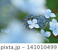 初夏に咲く紫陽花 141010499