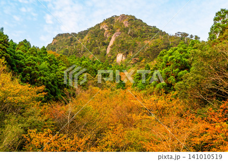 屋久島の秋 朝日に映える紅葉の絶景 屋久島の秋 朝日に映える紅葉の絶景 141010519