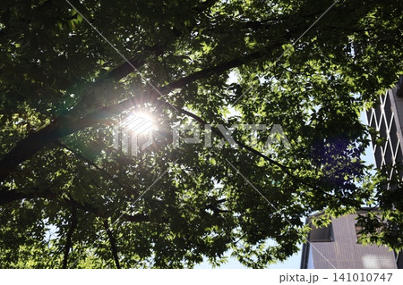 白く輝く太陽と緑の葉の大樹の街路樹とビルの街並みと空の風景 白く輝く太陽と緑の葉の大樹の街路樹とビルの街並みと空の風景 141010747