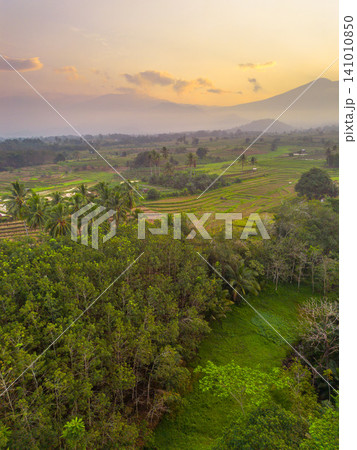 Beautiful panoramic aerial view of terraced rice fields at sunrise in Indonesia, surrounded by lush tropical greenery and palm trees. 141010850