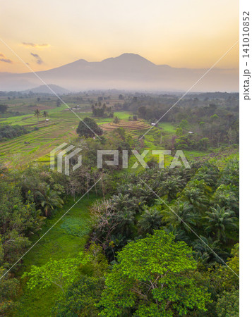 Beautiful panoramic aerial view of terraced rice fields at sunrise in Indonesia, surrounded by lush tropical greenery and palm trees. 141010852