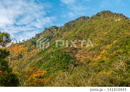 屋久島の秋 日差しに映える見事な紅葉 屋久島の秋 日差しに映える見事な紅葉 141010945