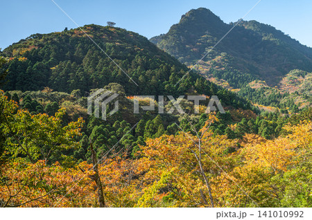 屋久島の秋 日差しに映える見事な紅葉 屋久島の秋 日差しに映える見事な紅葉 141010992