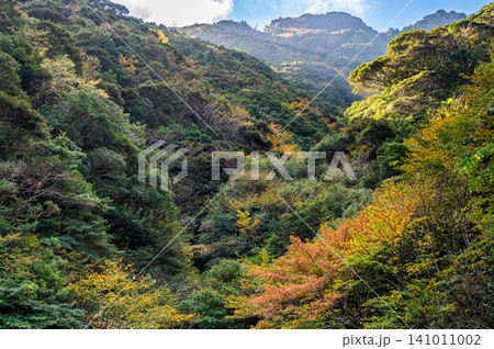 屋久島の秋 日差しに映える見事な紅葉 屋久島の秋 日差しに映える見事な紅葉 141011002