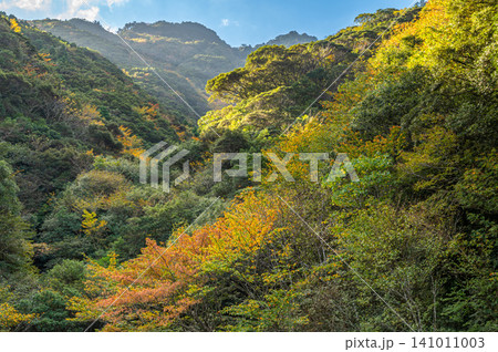 屋久島の秋 日差しに映える見事な紅葉 屋久島の秋 日差しに映える見事な紅葉 141011003