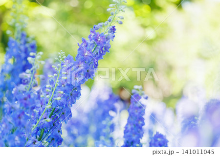 柔らかな日差しの中で咲くデルフィニウムの花畑 柔らかな日差しの中で咲くデルフィニウムの花畑 141011045