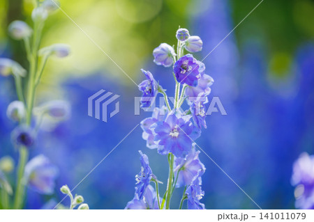 初夏の庭に咲く青いデルフィニウムの花 初夏の庭に咲く青いデルフィニウムの花 141011079
