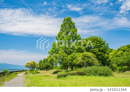 琵琶湖 矢橋帰帆島湖岸緑地 滋賀県草津市 琵琶湖 矢橋帰帆島湖岸緑地 滋賀県草津市 141011164