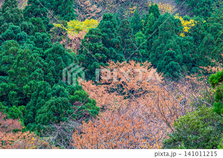 神が宿る屋久島の秋　見事な木々の紅葉 141011215