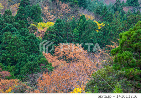 神が宿る屋久島の秋 見事な木々の紅葉 神が宿る屋久島の秋 見事な木々の紅葉 141011216