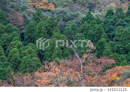 神が宿る屋久島の秋 見事な木々の紅葉 神が宿る屋久島の秋 見事な木々の紅葉 141011220