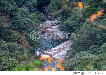 神が宿る屋久島の秋 見事な木々の紅葉 神が宿る屋久島の秋 見事な木々の紅葉 141011237