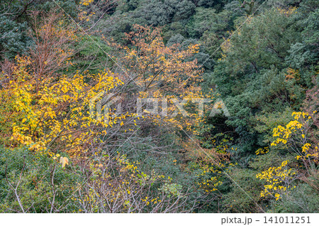 神が宿る屋久島の秋　見事な木々の紅葉 141011251