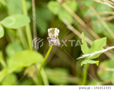 シロツメクサの花とブチヒゲカメムシ シロツメクサの花とブチヒゲカメムシ 141011335