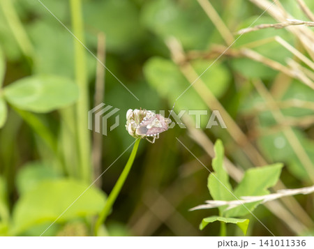 シロツメクサの花とブチヒゲカメムシ シロツメクサの花とブチヒゲカメムシ 141011336