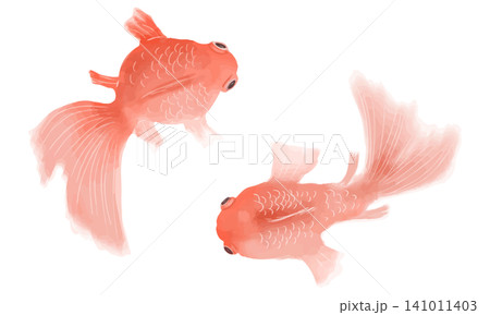 水彩で描いた金魚 水彩で描いた金魚 141011403