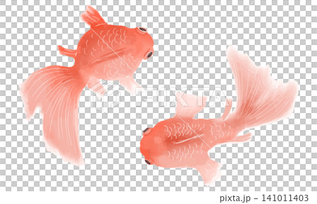 水彩で描いた金魚 水彩で描いた金魚 141011403