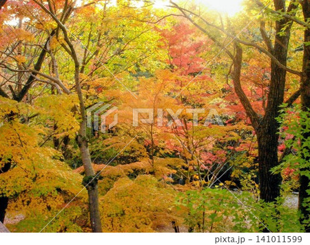 紅葉した木々 紅葉した木々 141011599