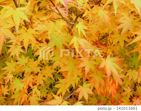紅葉　赤と黄色に色づいたもみじ 141011601