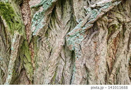 Close-up abstract texture of rough weathered tree bark with green moss. Organic rustic wooden background. Concept of nature, ecology, forestry, timber and raw natural material. 141011688