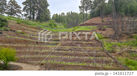Vineyard landscape with rows of grapevines on terraced hillsides surrounded by pine trees under a cloudy sky in a rural setting. High quality photo 141011727