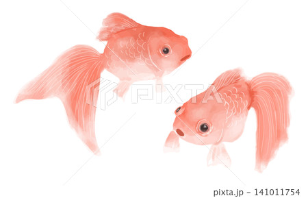 水彩で描いた金魚 水彩で描いた金魚 141011754