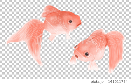 水彩で描いた金魚 水彩で描いた金魚 141011754