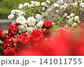 公園の花壇を彩る薔薇の花 141011755