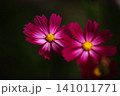 可憐なコスモスの花 141011771
