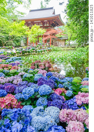 奈良県宇陀市 室生寺の仁王門裏のバン字池周辺に飾られた紫陽花の花々 奈良県宇陀市 室生寺の仁王門裏のバン字池周辺に飾られた紫陽花の花々 141011825
