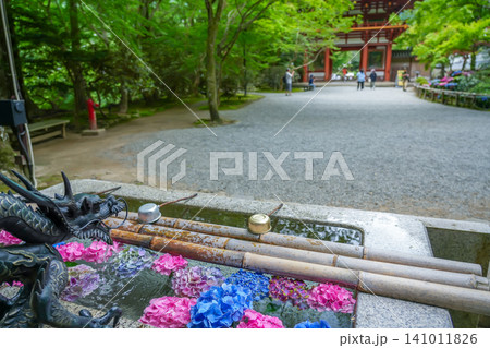奈良県宇陀市 室生寺の仁王門正面の手水に飾られた紫陽花の花々 奈良県宇陀市 室生寺の仁王門正面の手水に飾られた紫陽花の花々 141011826