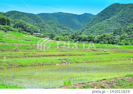 寺坂棚田 田植えの季節 新緑の風景 寺坂棚田 田植えの季節 新緑の風景 141011829
